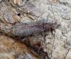 Trichoferus holosericeus